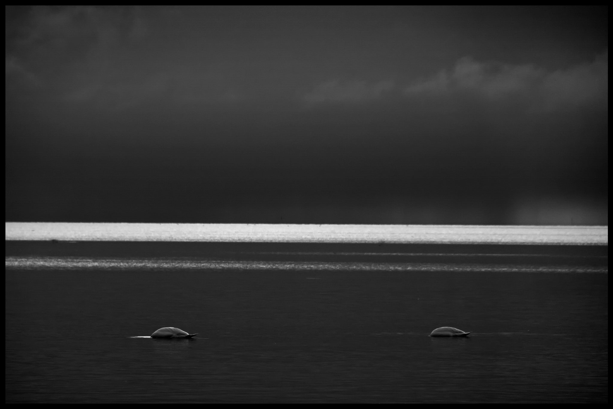 40496079423 def3574602 o